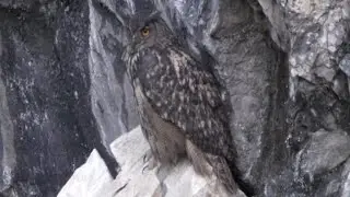 The eagle owl - Il gufo reale