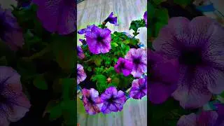 🪴 Secret Tips For Petunia Plant😊👍 #petunia #care #flowers #winterflowers #gardening #ytshorts