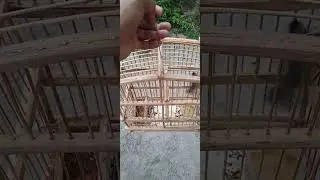 Dia de limpeza na gaiolas do meu sibito#gaiolas #passaros #shortvideo #aves #passeriformes #birds