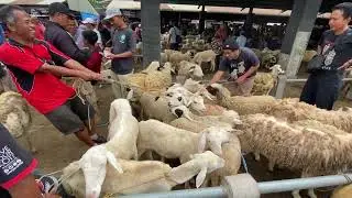 Update Harga Pasaran Kambing Domba Wedus Gembel Jantan Jumbo Murah Pasar Muntilan Magelang Terbaru 