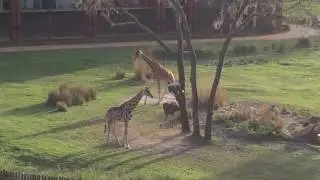 Giraffes from balcony at Disney's Animal Kingdom Lodge