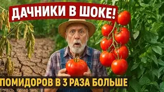 Пасынки Спасли Мои Томаты! 5 кустов дали больше, чем 15