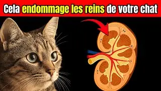 Comment Prendre Soin des Reins de Votre Chat&nbsp;: Signes, Risques et Pr&eacute;vention