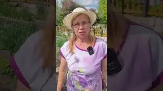Знакомьтесь, она дырявит листья (крестоцветная блошка).