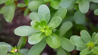 How to identify purselene plant/Kashmiri nunar kul/kulfa khurfa ya qalba ka podah/portulaca oleracea