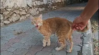 Молодой рыжий кот просит у меня еды своим милым мяуканьем