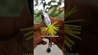 Hard Frog Raz Lure 3,5 Cm #fishing #mancing #angler #castinggabusbesar #chastinggabus