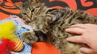 Look at my soft belly, human
