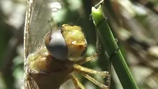 Red Saddlebags Dragonfly freshly emerged male - can see guts moving