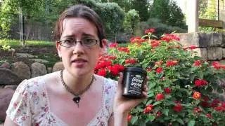 LUSH Dream Cream (as seen by Tuttle)