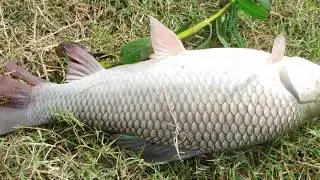 Fish hunting// catch rohu fish// with waiting Sticks//guccha gal fishing