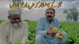 Potato Market Crash in Pakistan | Farmers in Crisis as Pak–Afghan Border Remains Closed