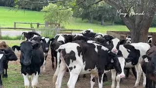 No noise, no stress, Calming sounds, soft wind, happy animals, just farm life.