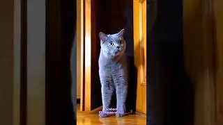 кот ниша а джао Лаг Джаеги 🤣#кот #шорты