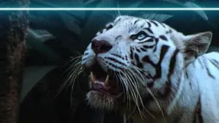 Colors for After-Effects: The True Color Sampler