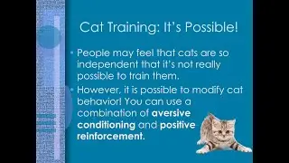 DAWG Video - Cat Training &mdash; It&rsquo;s Possible