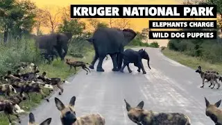 Elephants Charge Wild Dog Puppies