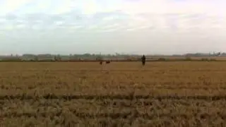 Setter irlandese ferma e consenso su beccaccino