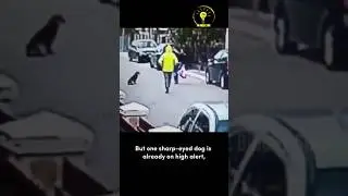 Brave Dog Saves Woman from Robber! A True Hero! 🐶💪 #shorts #fyp #viralvideo #amazingdog