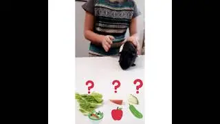 Морская свинка Назик выбирает еду. Guinea pig food challenge #shorts