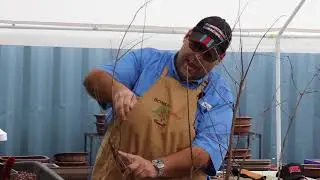 Bonsai Cypress Forest - Demo by Toby Diaz at The Bonsai Supply