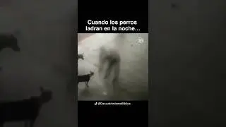 Cuando los perros ladran en la noche&hellip;