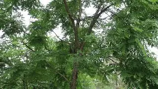 Kentucky coffeetree (Gymnocladus dioicus) - Plant Identification
