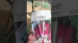 10.30.2025 French Breakfast Radish Planted Indoor at the base of My Eucalyptus Plant