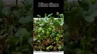 time lapse benih brokoli #timelapse #tanaman #brokoli