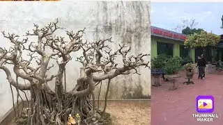 Khu&ocirc;n vi&ecirc;n c&acirc;y cảnh đẹp. Những t&aacute;c phẩm  xanh nam điền rất đẹp v&agrave; gi&aacute; trị . Vườn cảnh ch&uacute; Long