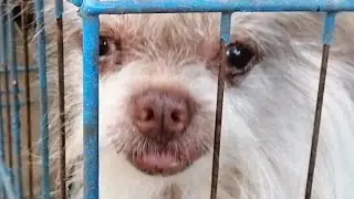 A DOG THAT RESEMBLES A RAT ##animals #pets #dog #puppy #cute #doglover