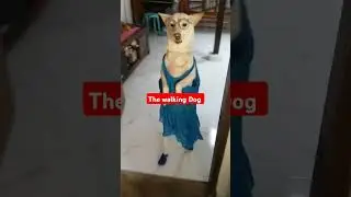 The walking Dog 👏 #hiluxdog #ilokano #amazing #aspin #dog #funny #talented #ytshorts #trending