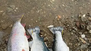 Lake Amador Tagged Trout Fishing