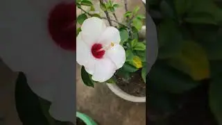 #hibiscus #monsoonBloom