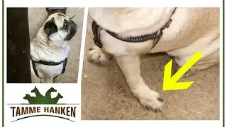 Schreckliche Inzucht Probleme: Mops hat enorme Fehlstellung | Tamme Hanken | Kabel Eins