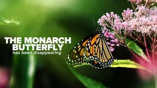 Monarch | A Biodiversity Success Story