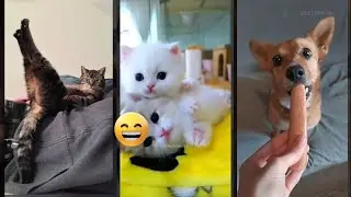 Cute Animals 🐈&zwj;⬛ funny cats moments 🐈&zwj;⬛ #catslife #2080