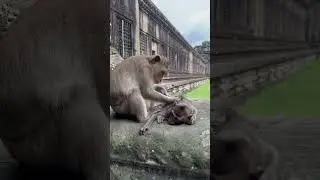 #monkey #cambodia #asiancountries #nature #traveldestinations #angkor
