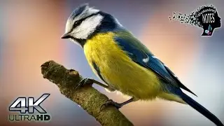 4K Relaxing Blue Tit Birds feeding & Nesting with bird sounds & relaxing music #asmr