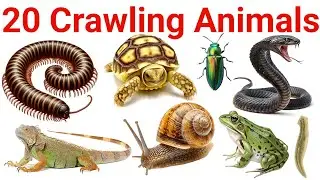 Crawling Animals Names in English | Ground Moving Animals, Insects and Reptiles Learning for Kids |