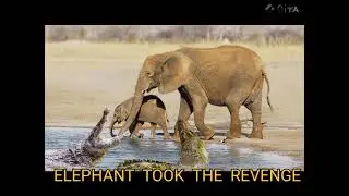 ELEPHANT  TOOK    THE  CHALLENGE@ DRSK SINGH CHANNEL JAI  SHREERAM