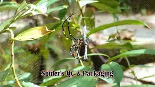 Golden Orb-Weaver Spider: Web Mastery & Hunting Skills | Animal Video #wildlife