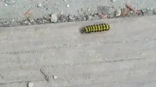 Black and Yellow Caterpillar at Child's Park in Bushkill, PA