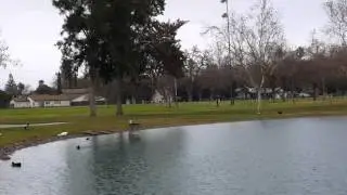 Beautiful Birds Flying over a Pond in Soft Rain / California