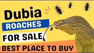 Dubia Roaches For Sale | Where To Buy The Best Dubia Roaches For Reptiles ( Dubia Bug Hub )
