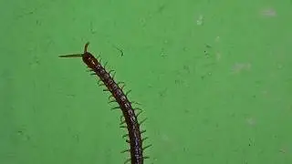 Chilopoda