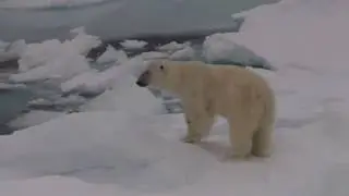 Isbj&oslash;rn