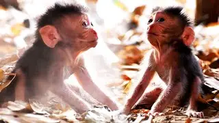 Top Compilation Moments Of Baby Monkey Trying To Request Milk From Mommy, Adorable Wildlife