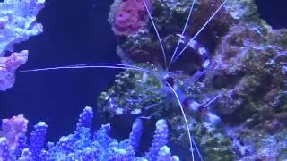 Caring for Coral Banded Shrimp