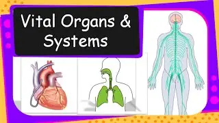 Science - Human Vital Organs and Systems Overview - English